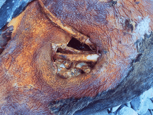 Sea Lion Bone Portal, Hannah Suzanna, May 2023