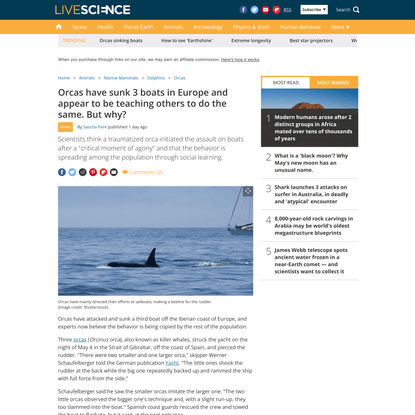 Orcas have sunk 3 boats in Europe and appear to be teaching others to do the same. But why? | Live Science