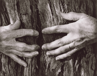 Wynn Bullock, Woman's Hands, 1956