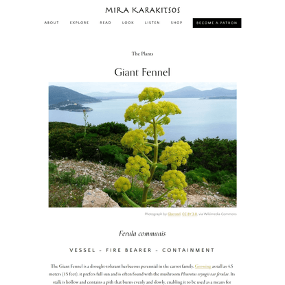 The Giant Fennel in Greek Mythology — Mira Karakitsos