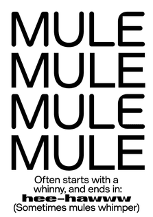 muleheehaw3.png