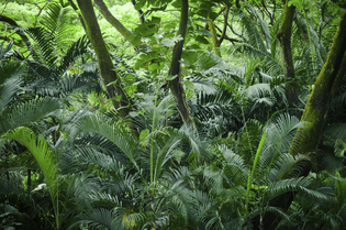 1200-19930225-tropical-rainforest.jpg