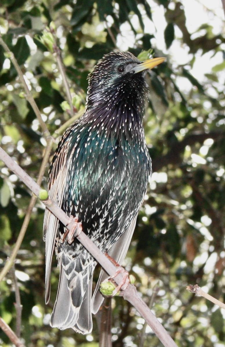 area bird of the moment