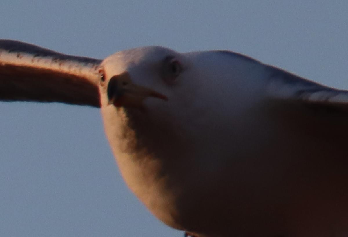 area bird of the moment