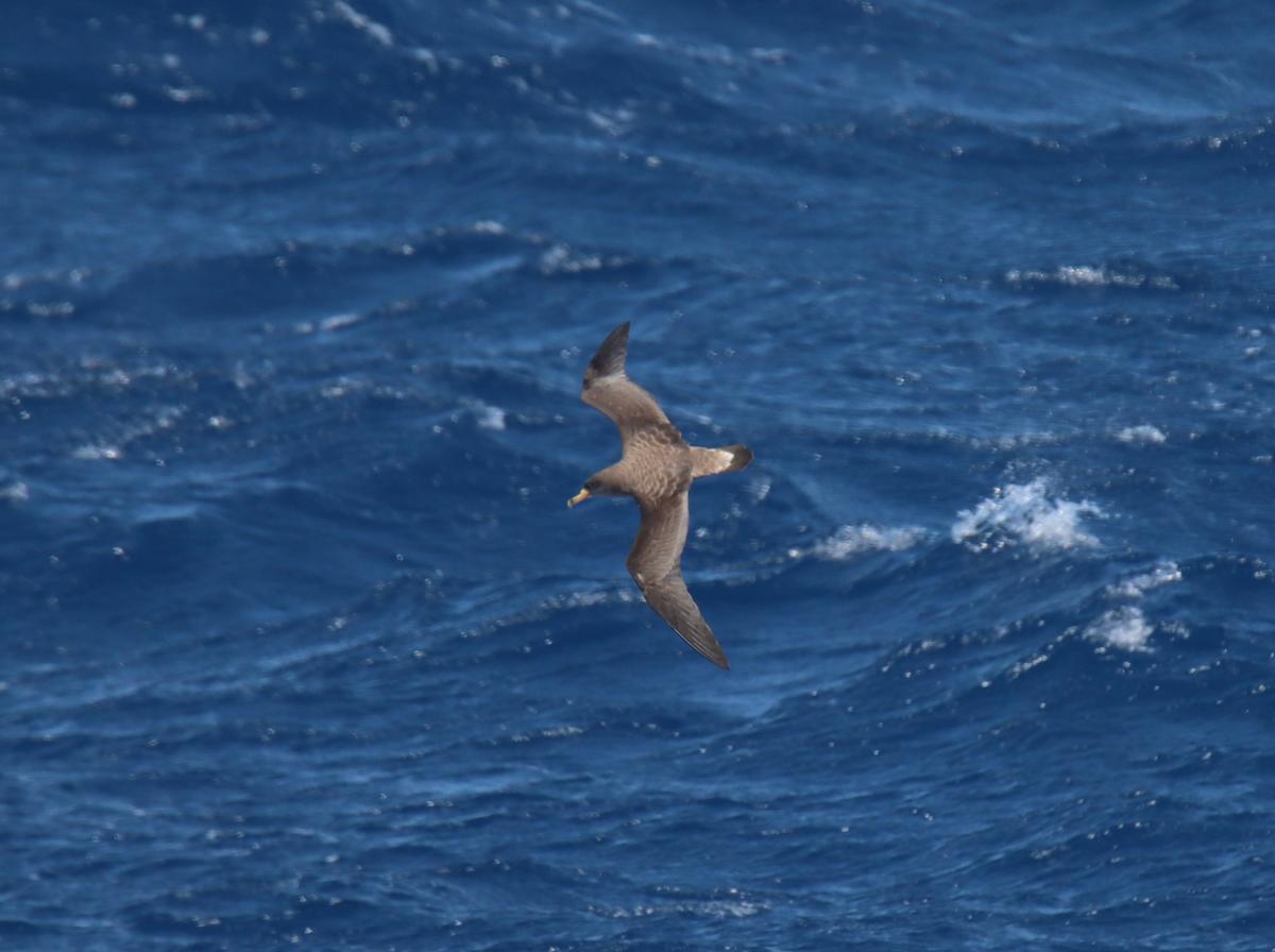 area bird of the moment