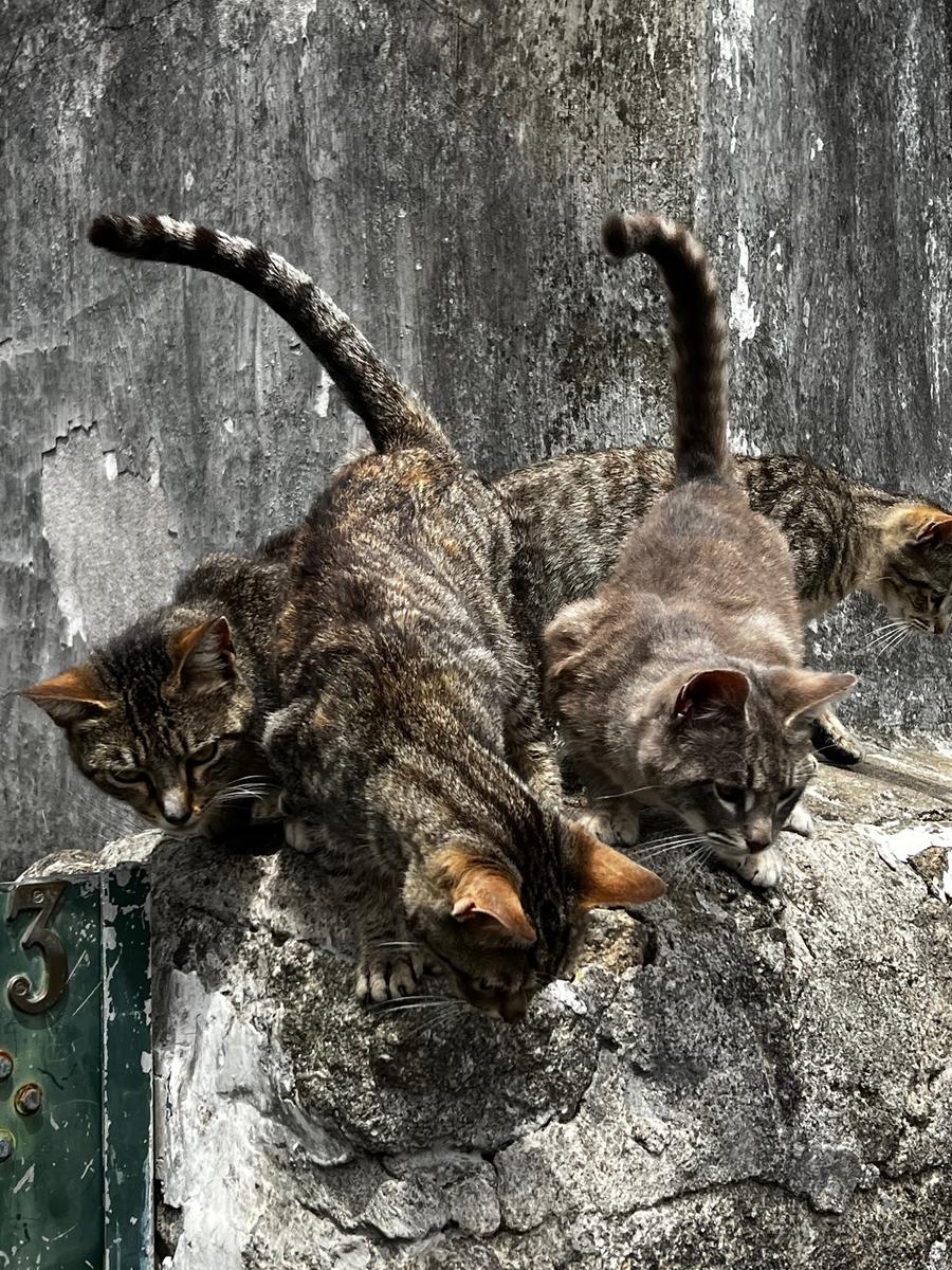 area bird of the moment: Hydra