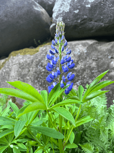 Lupine :)
