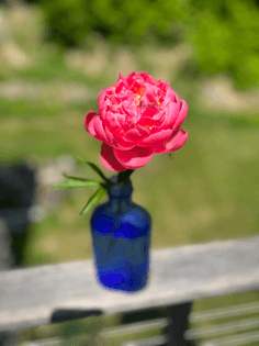 First peony of the season 