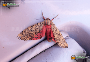 painted-tiger-moth.jpg-f=1-nofb=1-ipt=e8461d34df3b10f9c486b7a783b0538ab3b35b024fc2081f319614da808c7fc7-ipo=images