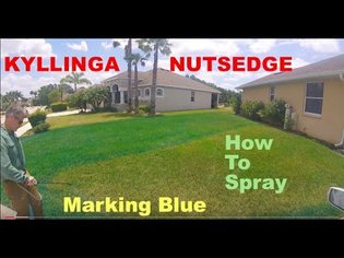 Kyllinga Nutsedge Battle - Back Pack Sprayer How To