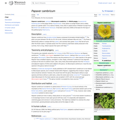Papaver cambricum - Wikipedia