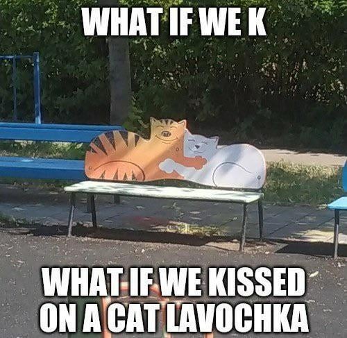 ON A CAT LAVOCHKA
