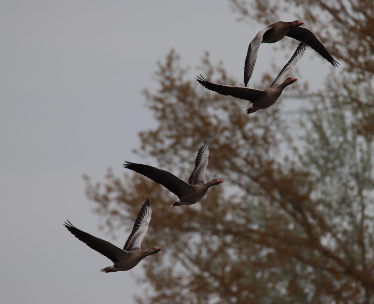 A photo of a random bird