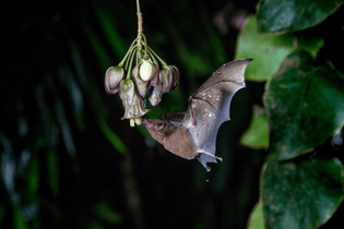 Underwood's long-tongued bat / © BBC Studios NHU