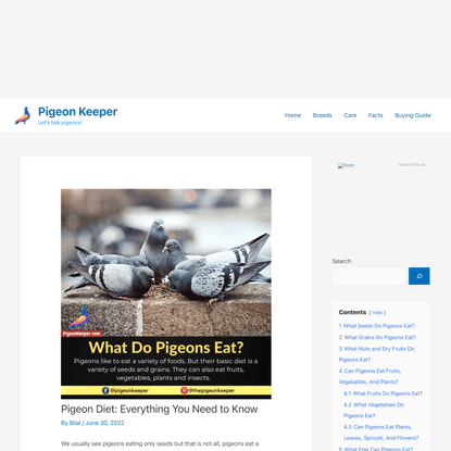 Pigeon Diet: Everything You Need to Know