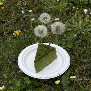 A plastic plate on the ground holds a mossy-looking mille crepe, topped by three dandelions. Around the plate, only grass and daisies.