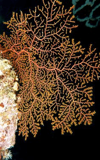 3c1e50a1da46d5b4cef6c1e8b41a946c-fractals-in-nature-patterns-in-nature.jpg
