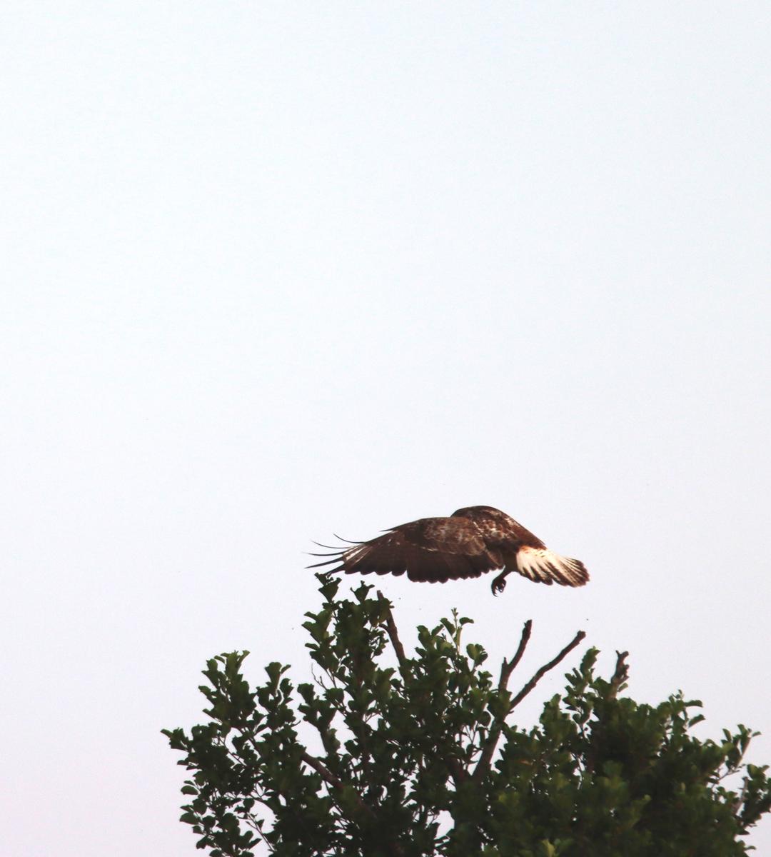 area bird of the moment