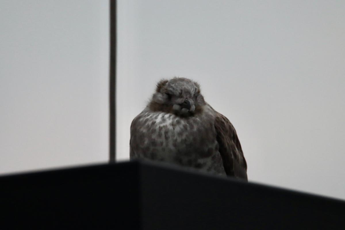 A photo of a random bird