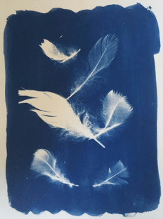 feather cyanotype