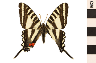 Zebra Swallowtail, Zebra Swallowtail