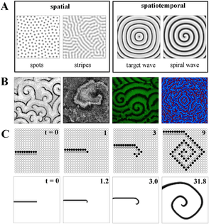 introduction-to-pattern-types-and-spiral-wave-formation-a-left-to-right-spatial-and.png