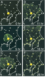 Toshiyuki Nakagaki, Tokyo rail network experiment (2010). Image courtesy of Future University Hakodate and Seiji Takagi.