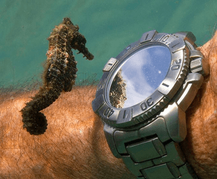 A seahorse checks out its own reflection in a diver's watch. Don McLeish. 