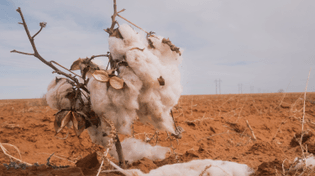 00cli-cotton-01-mljf-videosixteenbynine3000.jpg