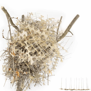 Bird’s nest made from anti-bird spikes