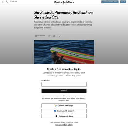 A Sea Otter Is Stealing Surfboards Near Santa Cruz, California - The New York Times