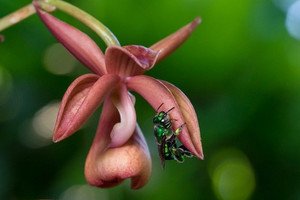 Ep. 407 - Orchid Bees: Botanical Perfumers