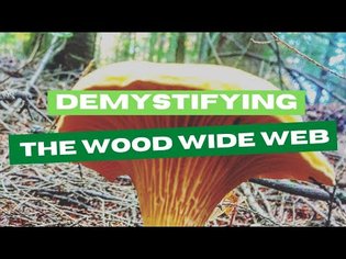 Demystifying the Wood Wide Web