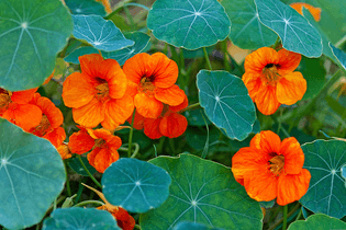 tropaeolum-nasturtium.webp