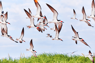 Black Skimmers