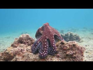 Octopus changes color and texture - Eilat