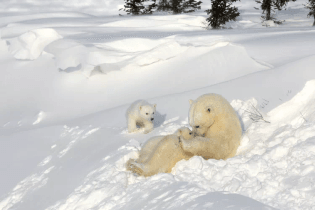 A mother lounges with her cubs. (Photo: Michel Rawicki/'Polar Bears')