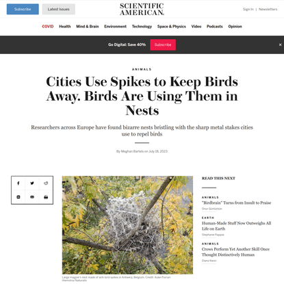 Cities Use Spikes to Keep Birds Away. Birds Are Using Them in Nests
