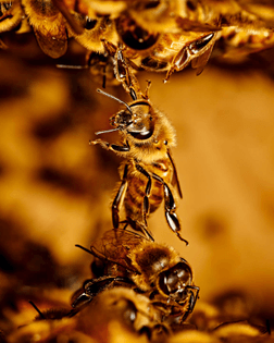 artist: Bobby Doherty — Are.na