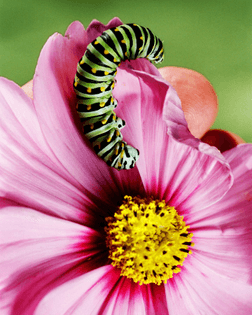 artist: Bobby Doherty — Are.na