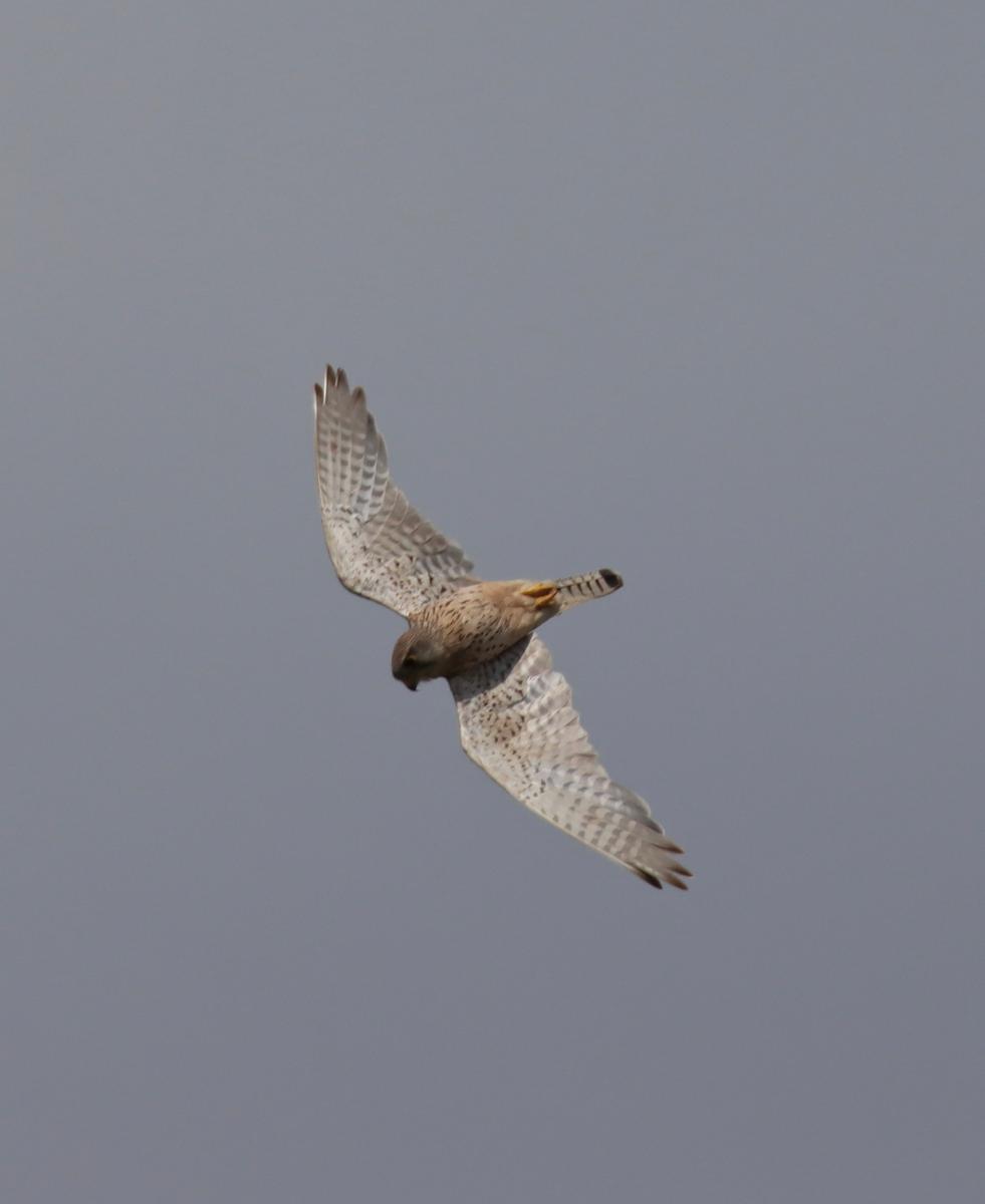 area bird of the moment