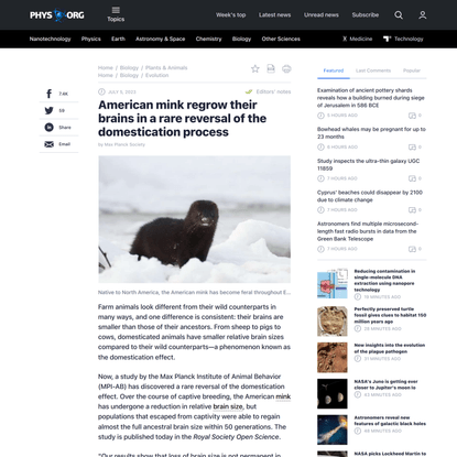 American mink regrow their brains in a rare reversal of the domestication process