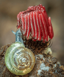 snail eating a Stemontis slime mold
