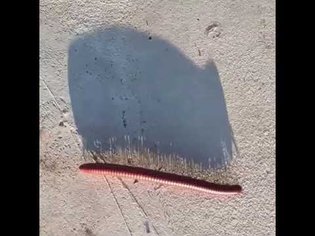 Roll up to the club like what up, millipede stampede