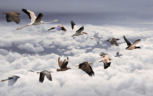 flying-bird-wallpaper.jpg