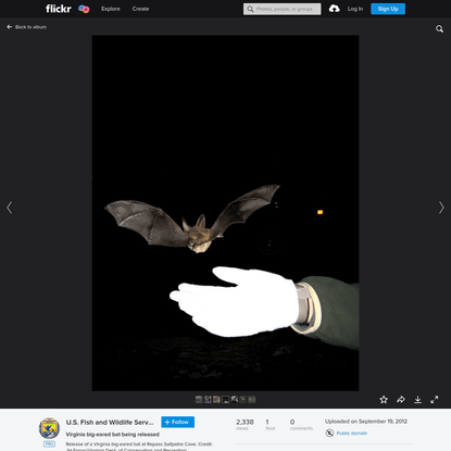 Virginia big-eared bat being released