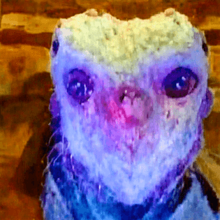 groteskgroup_is_in_agony-1-.png
