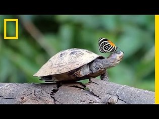 Did You Know Butterflies Drink Turtle Tears? | National Geographic