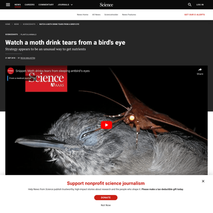 Watch a moth drink tears from a bird’s eye