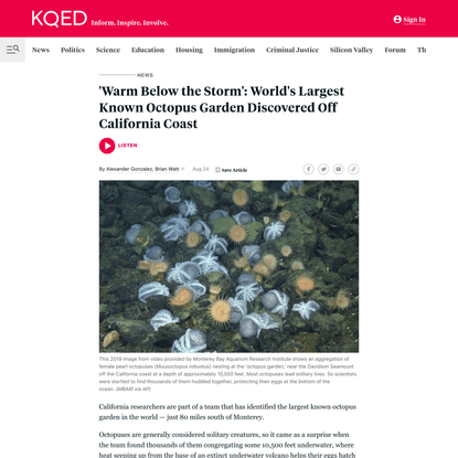 ‘Warm Below the Storm’: World’s Largest Known Octopus Garden Discovered Off California Coast | KQED